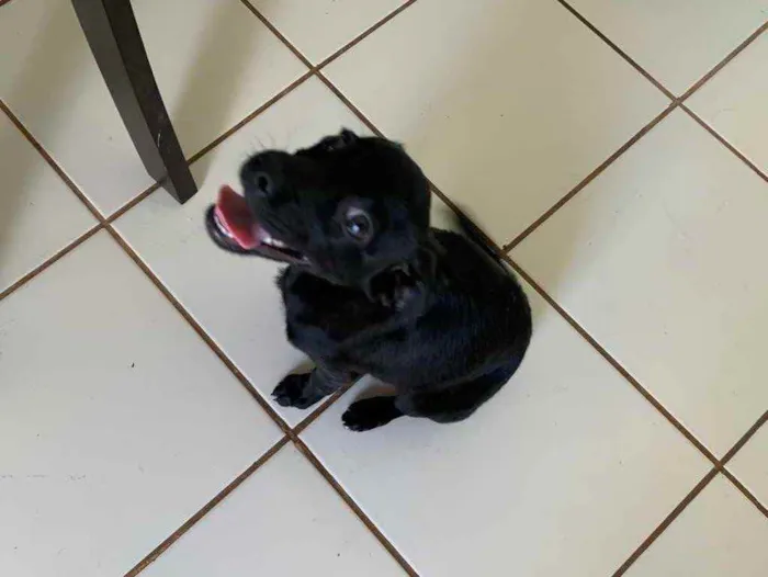 Cachorro raça Vira lata idade 2 a 6 meses nome Dory