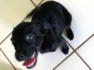 Cachorro raça Vira lata idade 2 a 6 meses nome Dory