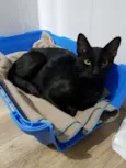 Gato raça SRD-ViraLata idade 1 ano nome Jiji