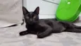Gato raça SRD-ViraLata idade 1 ano nome Jiji