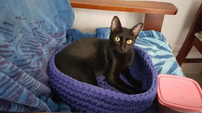 Gato raça SRD-ViraLata idade 1 ano nome Jiji