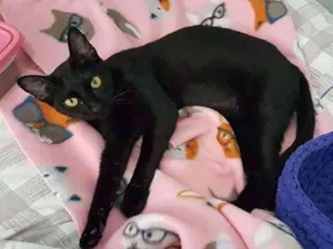 Gato raça SRD-ViraLata idade 1 ano nome Jiji