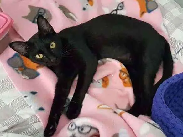 Gato raça SRD-ViraLata idade 1 ano nome Jiji