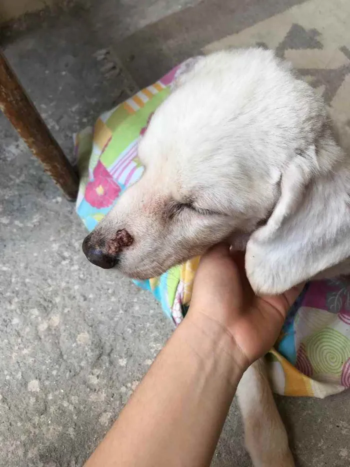 Cachorro raça Vira-lata idade 6 ou mais anos nome Maike