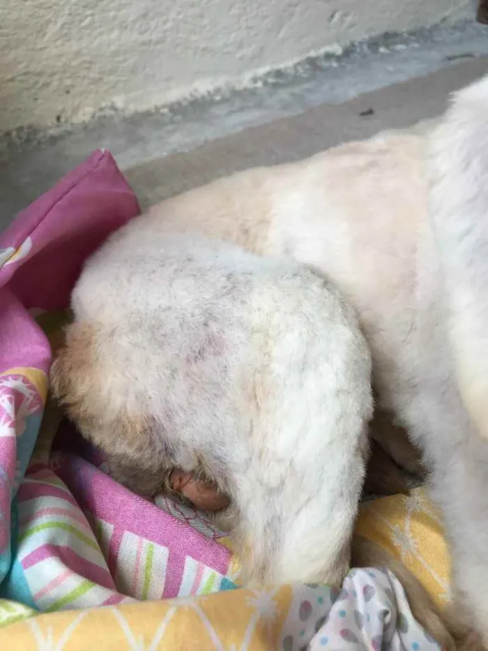 Cachorro raça Vira-lata idade 6 ou mais anos nome Maike