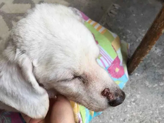 Cachorro raça Vira-lata idade 6 ou mais anos nome Maike