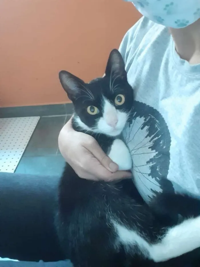 Gato raça SRD-ViraLata idade 1 ano nome Kevin