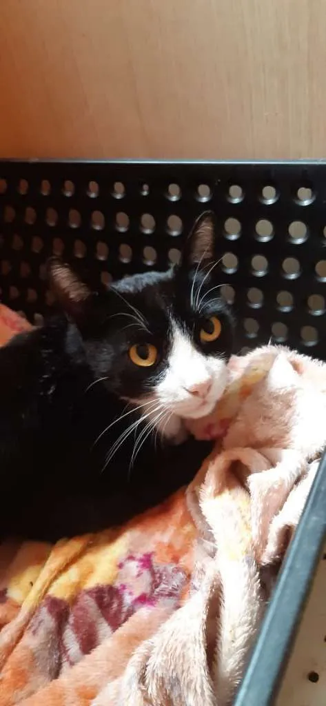 Gato raça SRD-ViraLata idade 1 ano nome Kevin