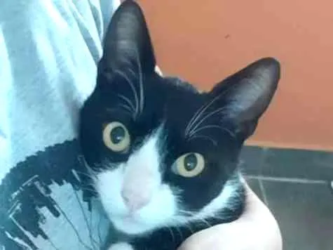 Gato raça SRD-ViraLata idade 1 ano nome Kevin