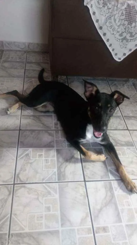 Cachorro ra a Vira-lata preta e amarela idade 1 ano nome Meggie