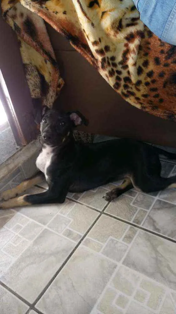 Cachorro ra a Vira-lata preta e amarela idade 1 ano nome Meggie