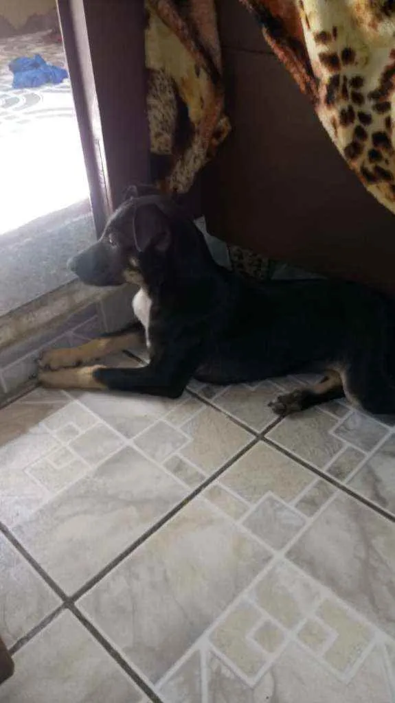 Cachorro ra a Vira-lata preta e amarela idade 1 ano nome Meggie