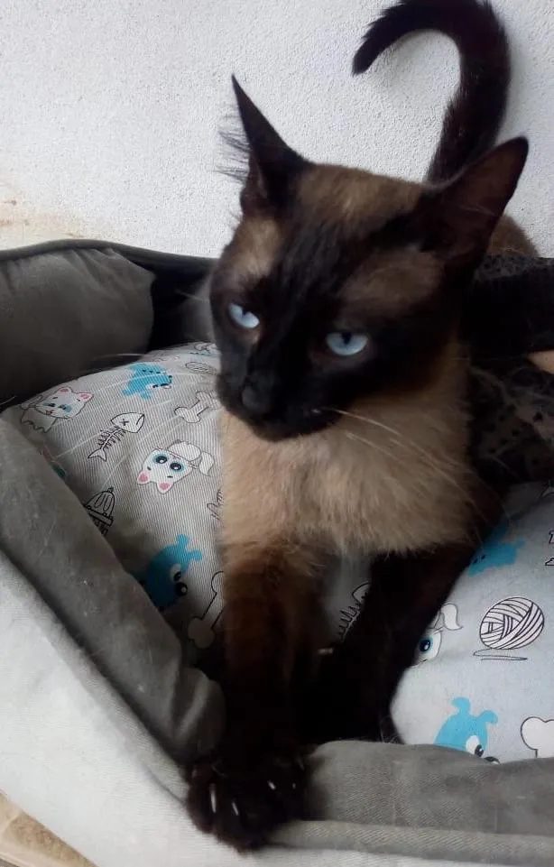 Gato raça SRD-ViraLata idade 3 anos nome Eva
