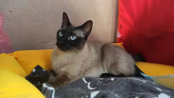 Gato raça SRD-ViraLata idade 3 anos nome Eva