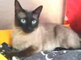 Gato raça SRD-ViraLata idade 3 anos nome Eva