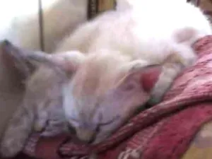 Gato raça Angorá idade 2 a 6 meses nome mel 