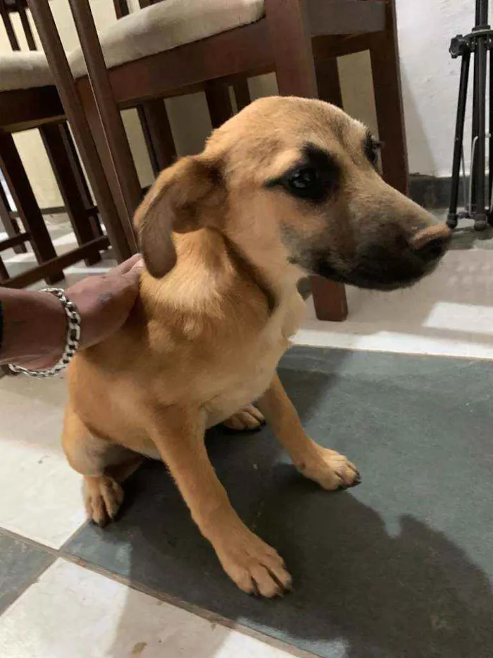 Cachorro ra a Indefinida idade 2 a 6 meses nome Sem nome