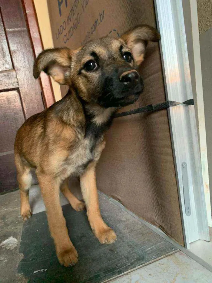 Cachorro ra a Indefinida idade 2 a 6 meses nome Sem nome