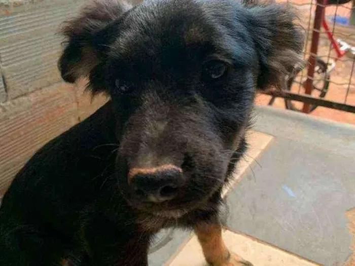 Cachorro ra a Indefinida idade 2 a 6 meses nome Sem nome