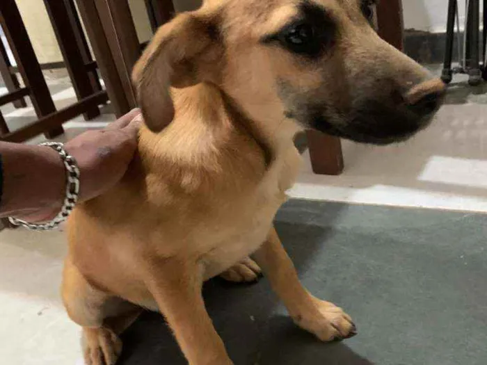 Cachorro ra a Indefinida idade 2 a 6 meses nome Sem nome
