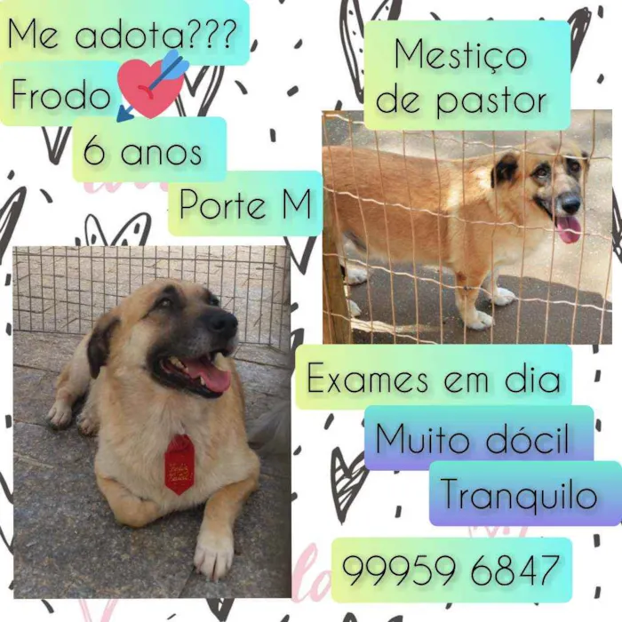 Cachorro raça SRD idade 6 ou mais anos nome Frodo