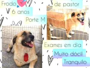 Cachorro raça SRD idade 6 ou mais anos nome Frodo