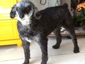Cachorro raça Poodle idade 5 anos nome Nina