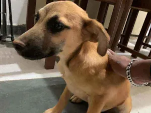 Cachorro raça Indefinida idade 2 a 6 meses nome Sem nome