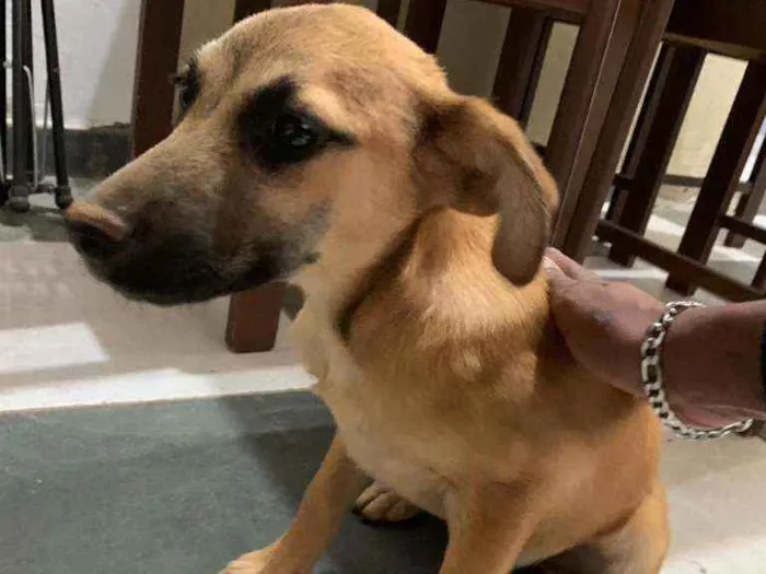 Cachorro ra a Indefinida idade 2 a 6 meses nome Sem nome