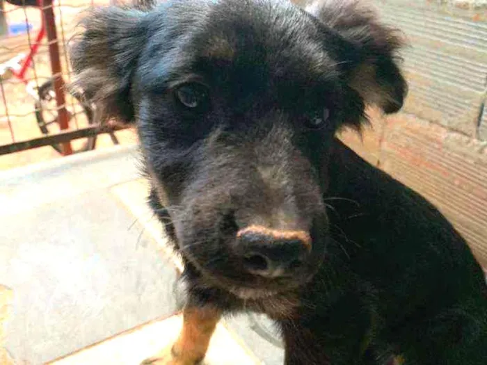 Cachorro ra a Indefinida idade 2 a 6 meses nome Sem nome