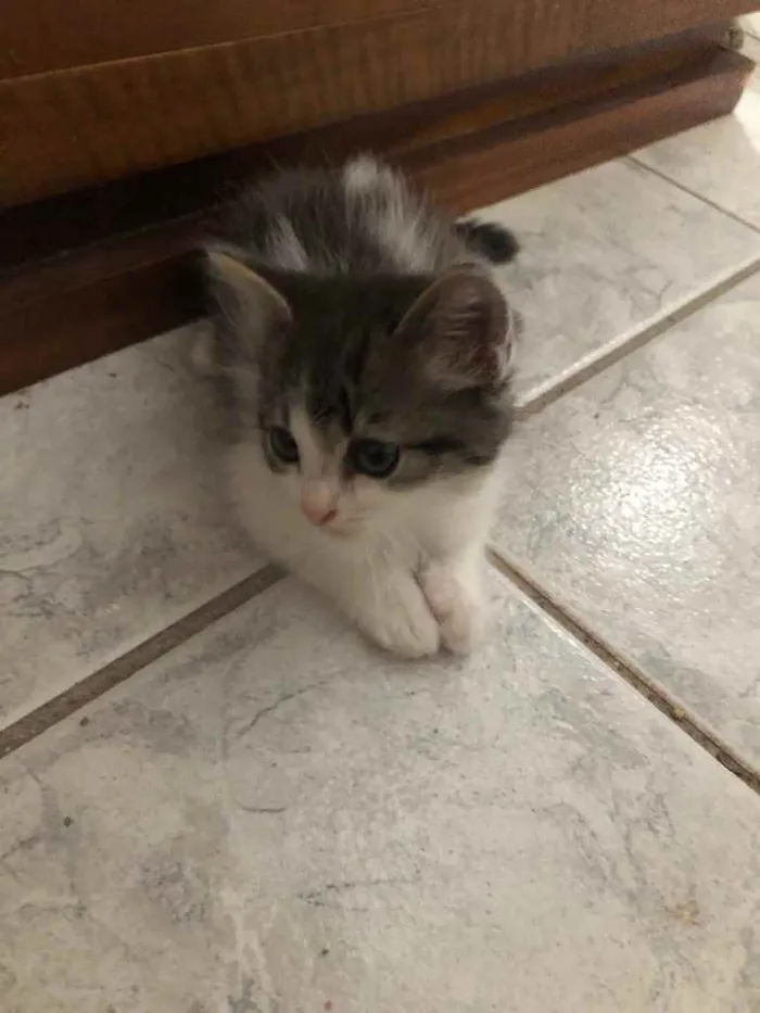 Gato ra a Srd idade Abaixo de 2 meses nome May