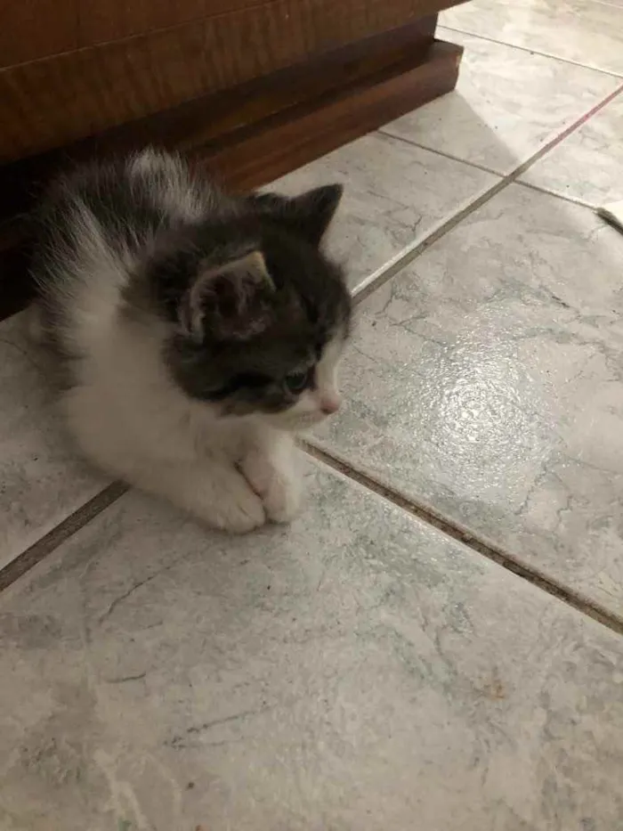 Gato ra a Srd idade Abaixo de 2 meses nome May