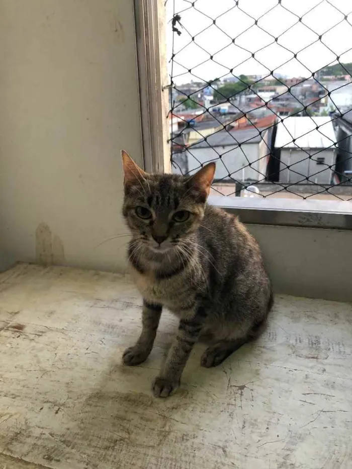 Gato ra a Srd idade 7 a 11 meses nome Charlotte