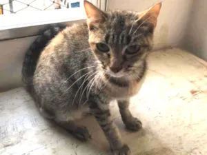 Gato raça Srd idade 7 a 11 meses nome Charlotte 