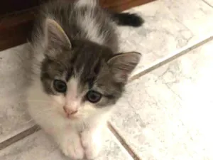 Gato raça Srd idade Abaixo de 2 meses nome May