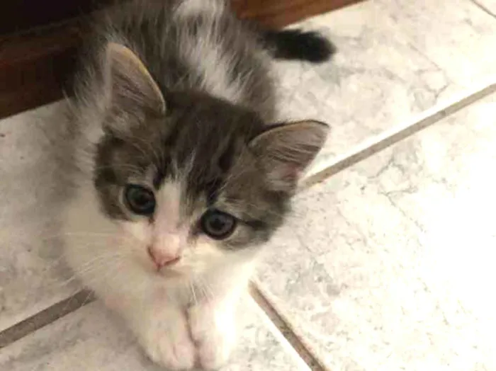 Gato ra a Srd idade Abaixo de 2 meses nome May