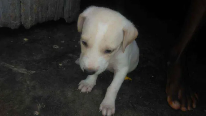Cachorro raça Srd idade 2 a 6 meses nome Sem nome