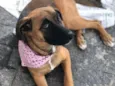 Cachorro raça SRD-ViraLata idade 7 a 11 meses nome Jane