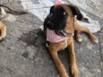 Cachorro raça SRD-ViraLata idade 7 a 11 meses nome Jane
