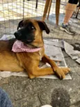 Cachorro raça SRD-ViraLata idade 7 a 11 meses nome Jane