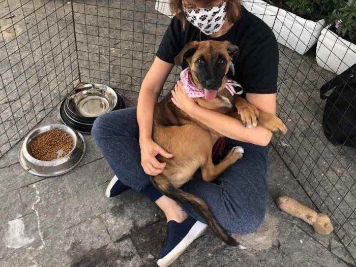 Cachorro raça SRD-ViraLata idade 7 a 11 meses nome Jane