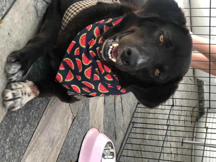 Cachorro raça SRD idade 3 anos nome JABOTICABA