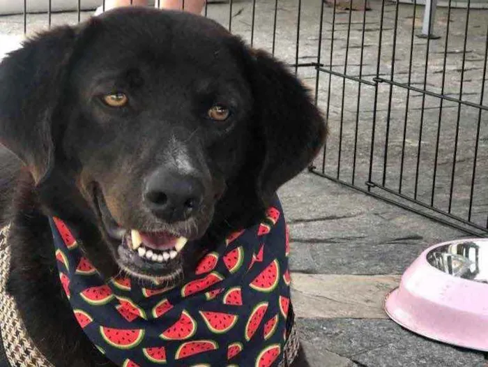 Cachorro raça SRD idade 3 anos nome JABOTICABA