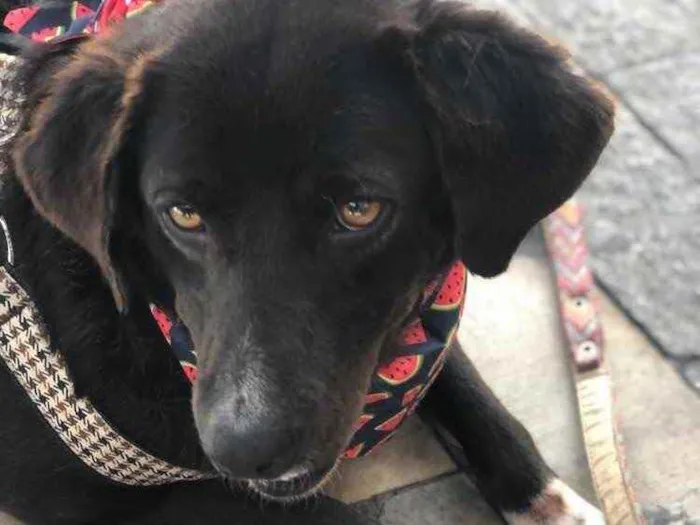 Cachorro raça SRD idade 3 anos nome JABOTICABA