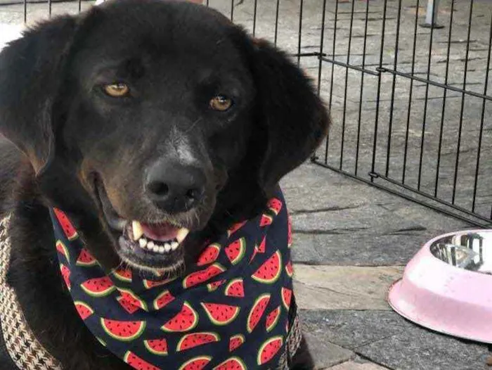 Cachorro raça SRD idade 3 anos nome JABOTICABA