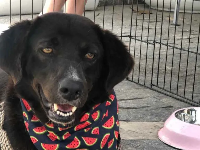 Cachorro raça SRD idade 3 anos nome JABOTICABA