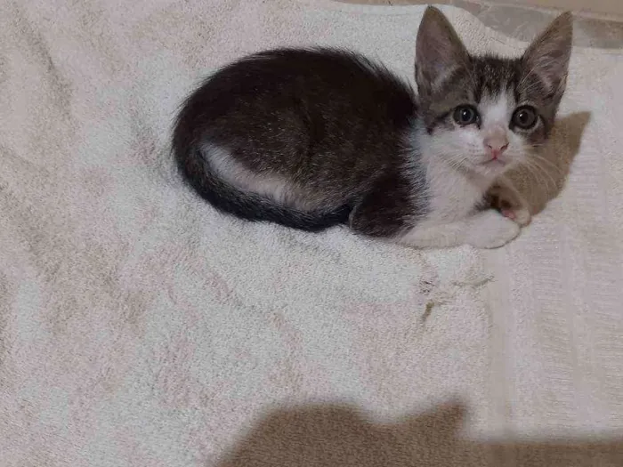 Gato raça Sem raça  idade 2 a 6 meses nome Sem nome 