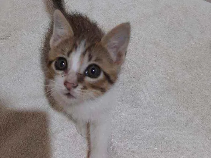 Gato raça Sem raça  idade 2 a 6 meses nome Sem nome 