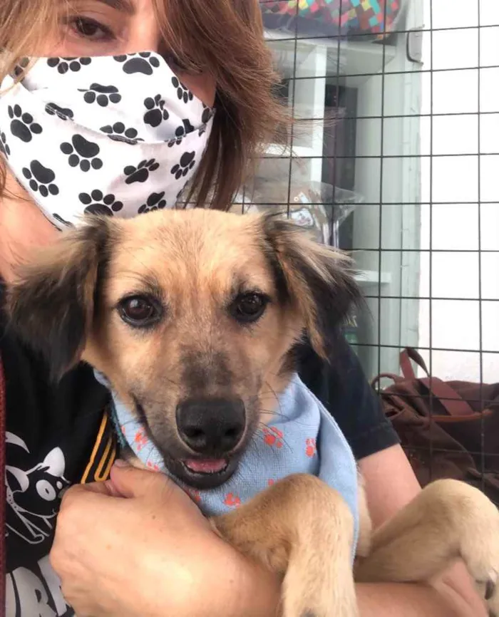 Cachorro ra a Srd idade 1 ano nome Pingo
