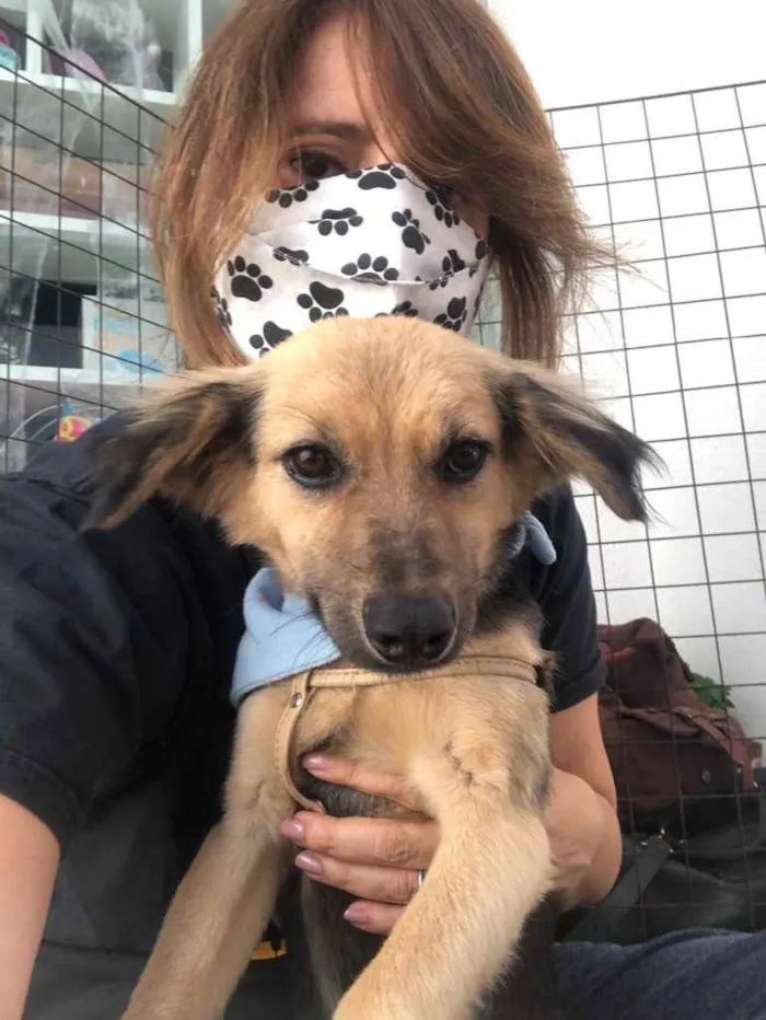 Cachorro ra a Srd idade 1 ano nome Pingo
